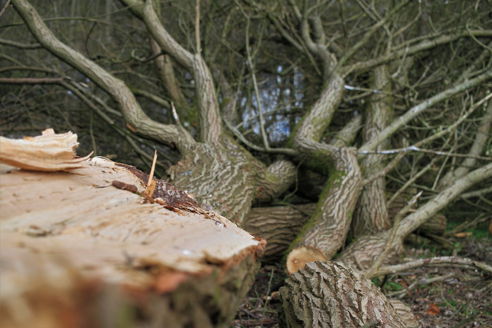 Canon EOS 7D sample photo. Roden, cut tree, wood photography