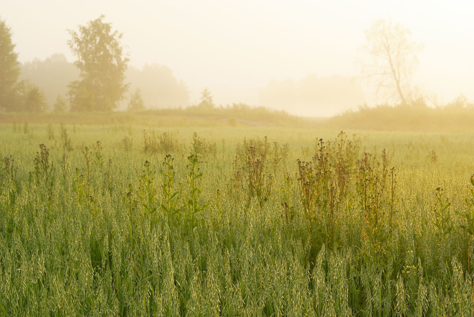 Sony Alpha DSLR-A100 sample photo. Sunrise, summer, landscape photography