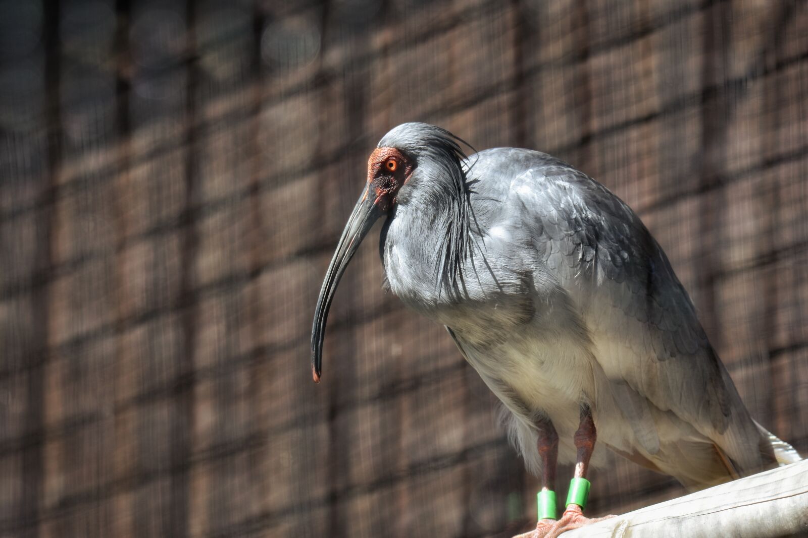 Nikon D7200 sample photo. Animal, bird, text photography