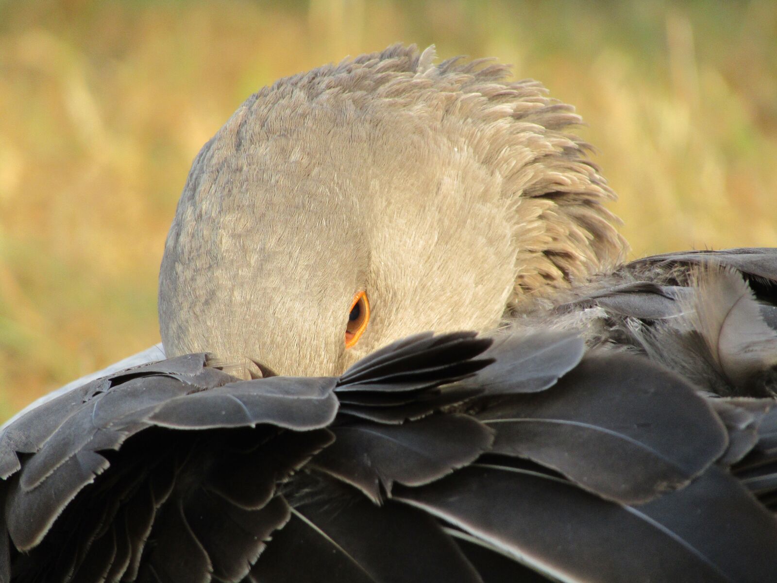 Canon PowerShot SX410 IS sample photo. Goose, bird, plumage photography