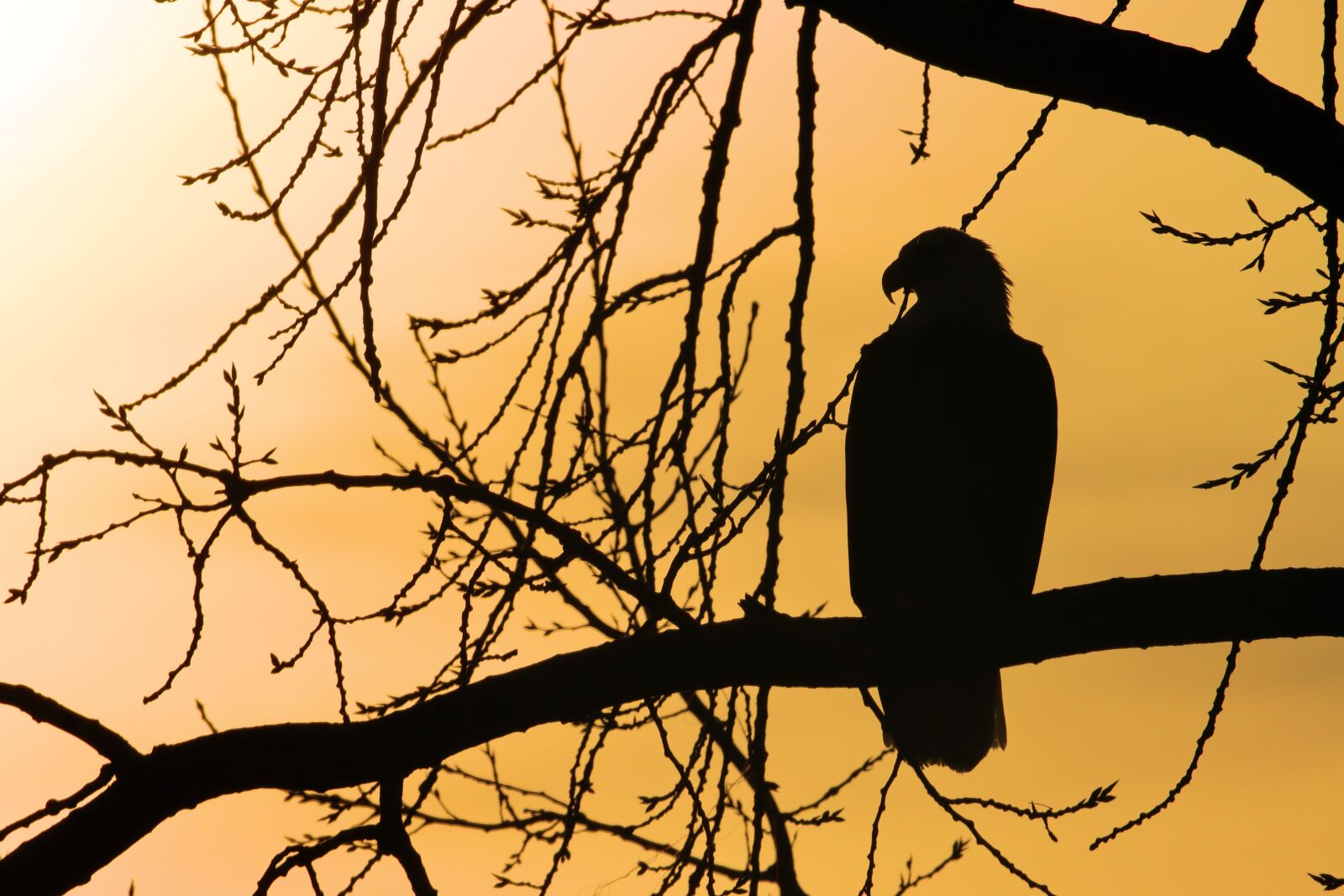 150-600mm F5-6.3 DG OS HSM | Contemporary 015 sample photo. Silhouette, eagle, sunrise photography