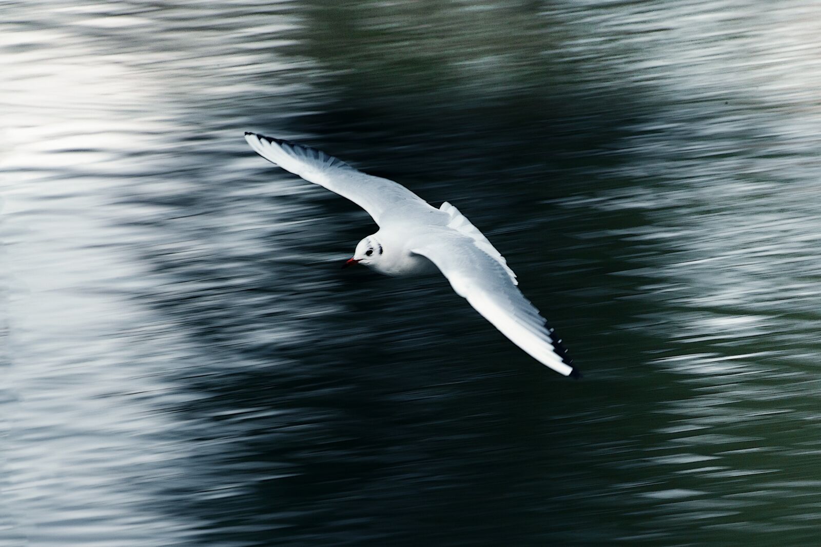 Canon EOS-1Ds Mark II sample photo. Seagull, flying, flight photography