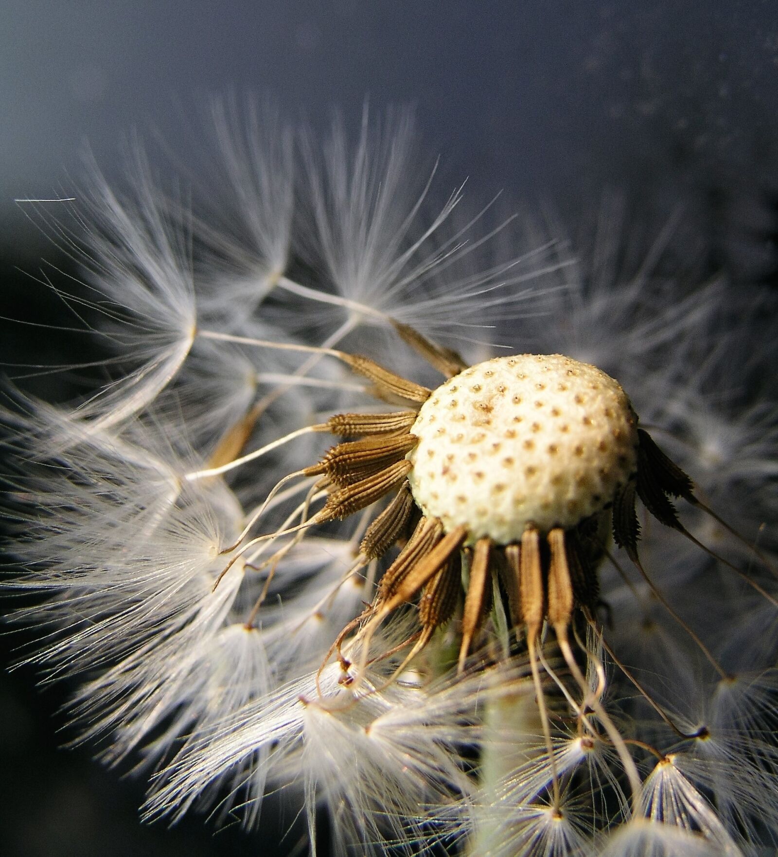 Olympus C5050Z sample photo. Nature, dandelion, seed photography