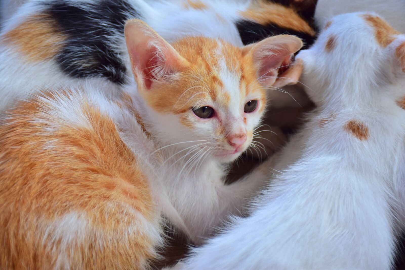 Nikon D5300 sample photo. Cat, kitten, cute photography
