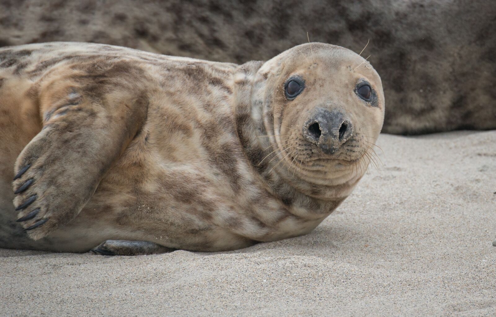 Nikon D800 sample photo. Grey seal, beach, helgoland photography