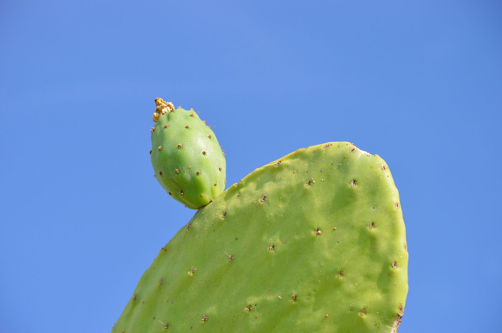 Nikon D3200 sample photo. Prickly pear, chumbo, fruit photography