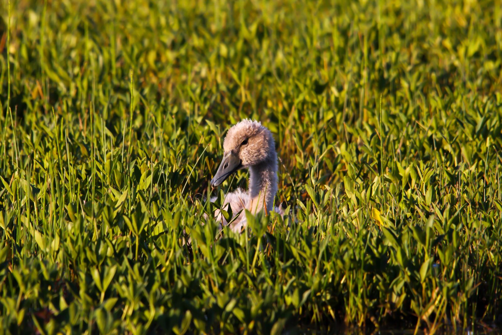 Canon EOS 40D sample photo. Swan, baby, bird photography