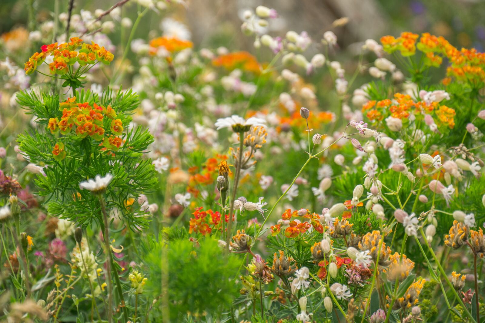 Panasonic DMC-G81 sample photo. Flowers, mountain flowers, wild photography