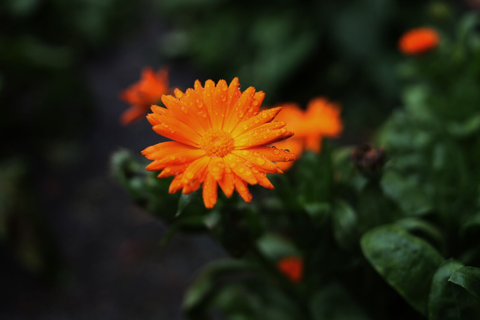 Canon EOS 5D Mark II sample photo. Flower, dew, orange flower photography