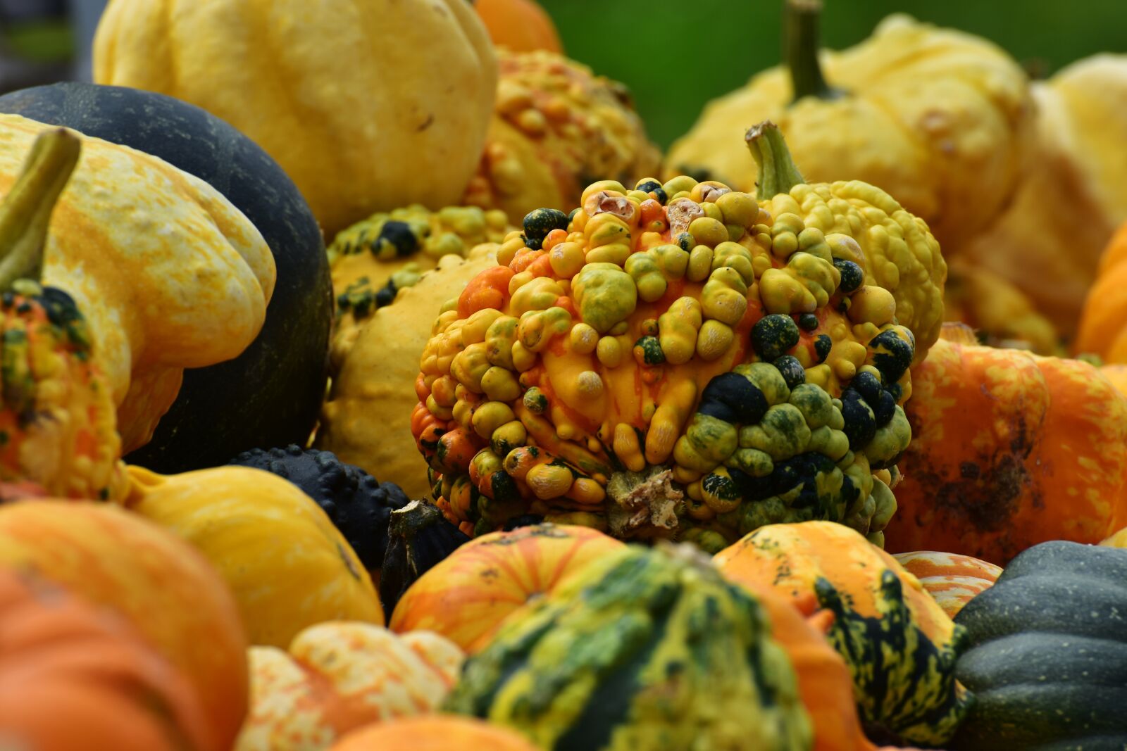 Nikon D7200 sample photo. Pumpkins, autumn, autumn decoration photography