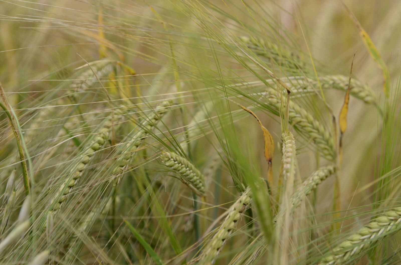 Nikon D7000 sample photo. Nature, field, landscape photography