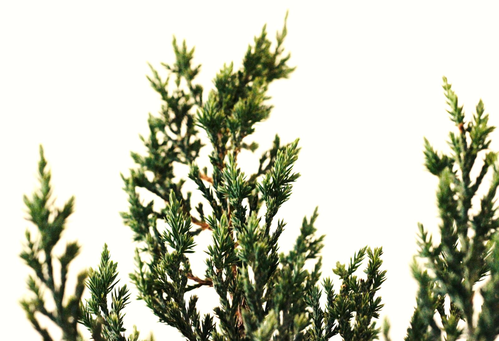 Canon EOS 600D (Rebel EOS T3i / EOS Kiss X5) + Canon EF 50mm F1.8 II sample photo. Green, plant, photo photography