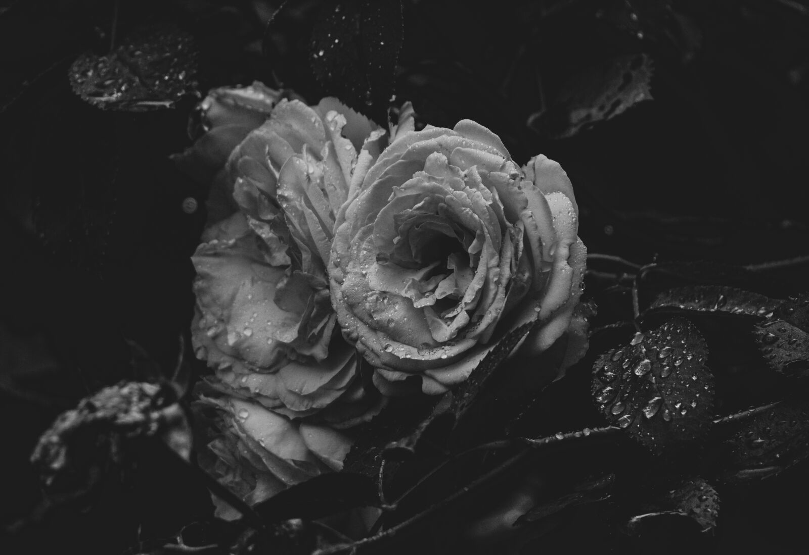 Sony a6000 sample photo. Pink, roses, garden photography
