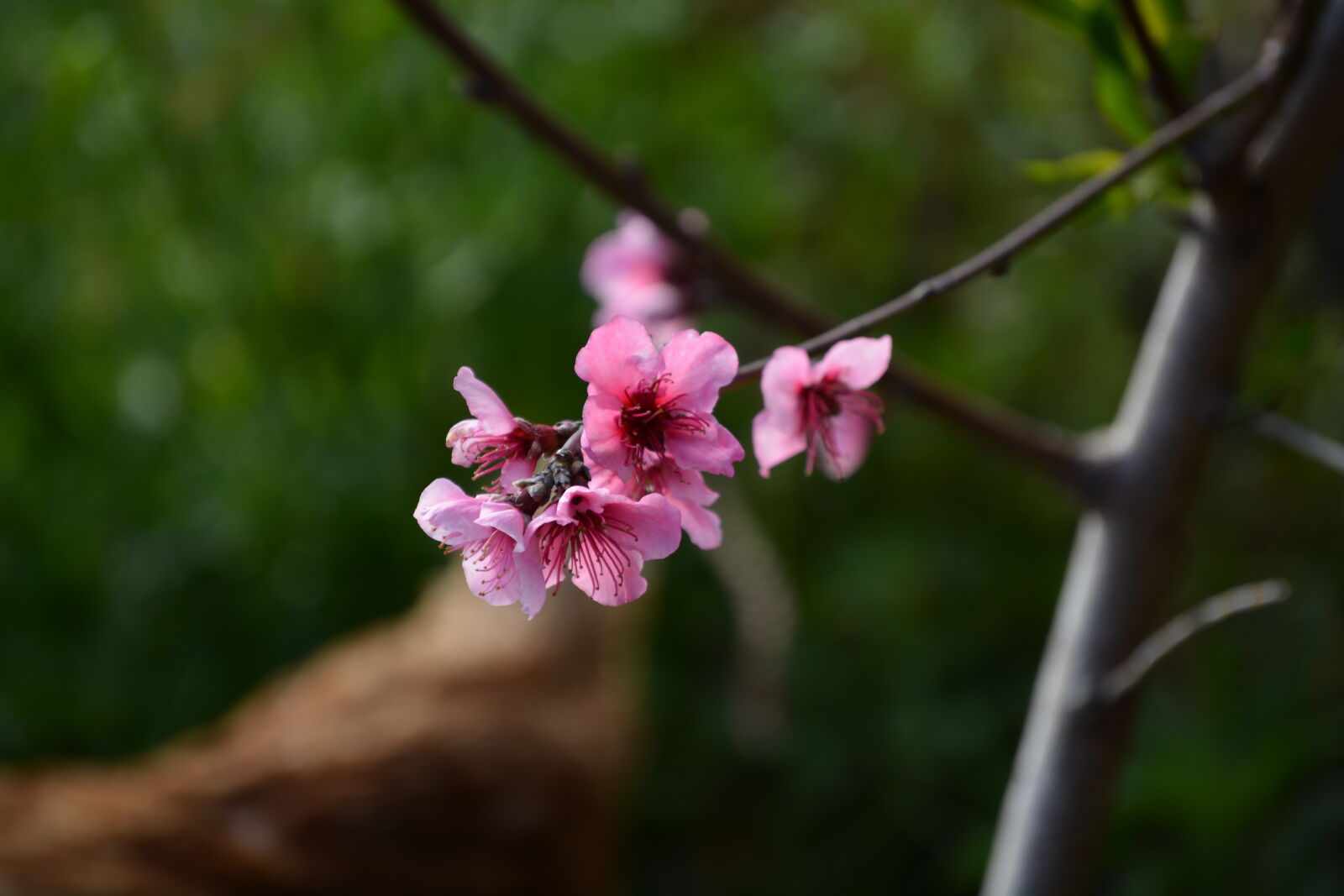Nikon D5200 sample photo
