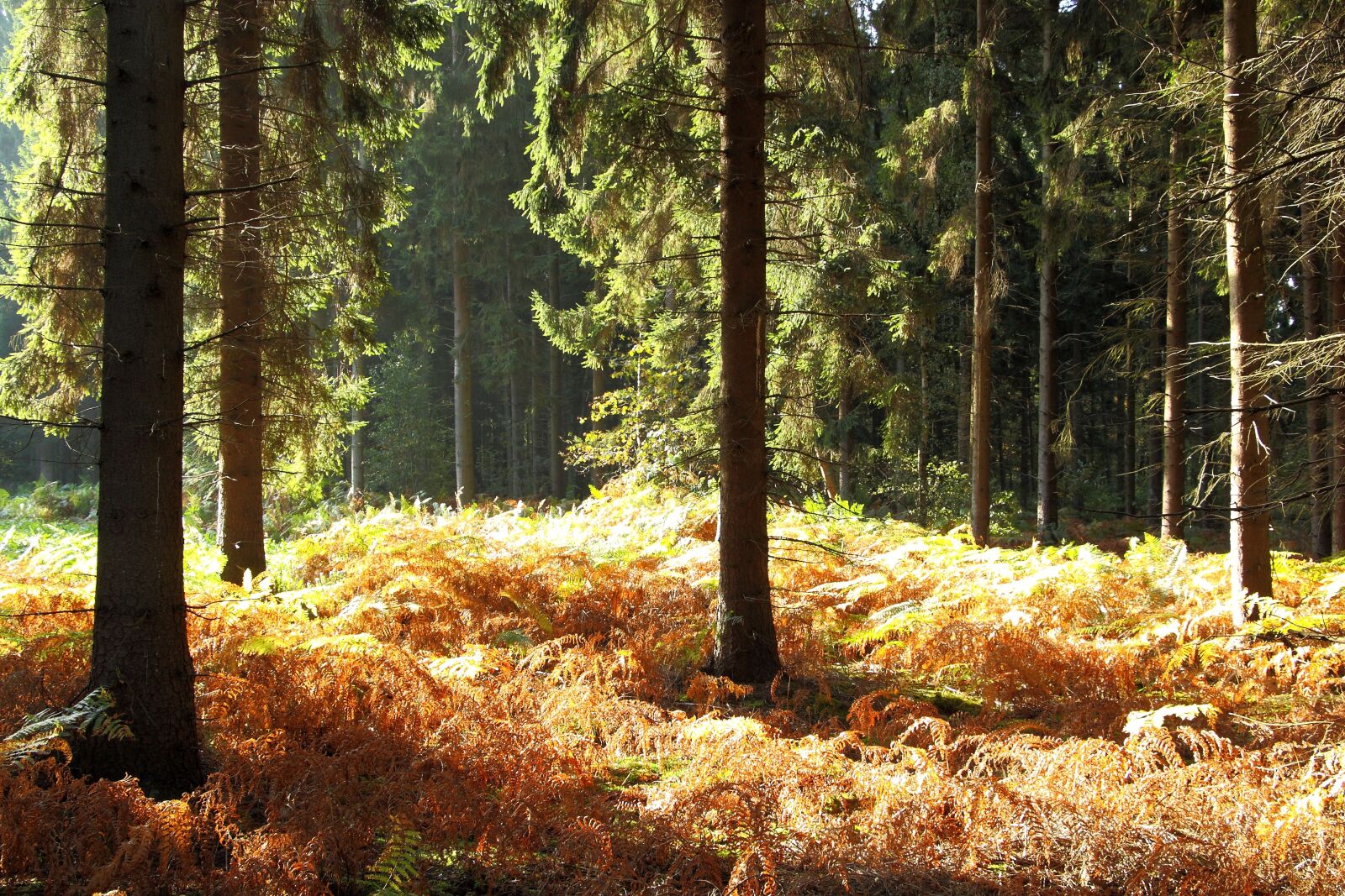 Canon EOS 450D (EOS Rebel XSi / EOS Kiss X2) sample photo. Forest, autumn forest, fern photography