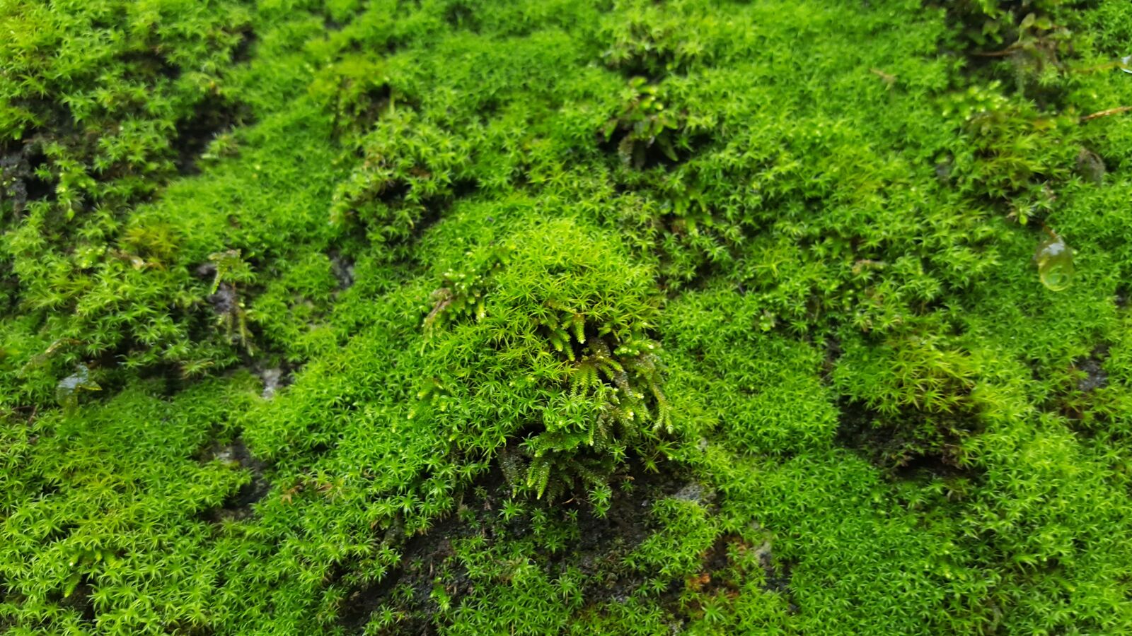 Samsung Galaxy S6 sample photo. Textures, lichen, green photography