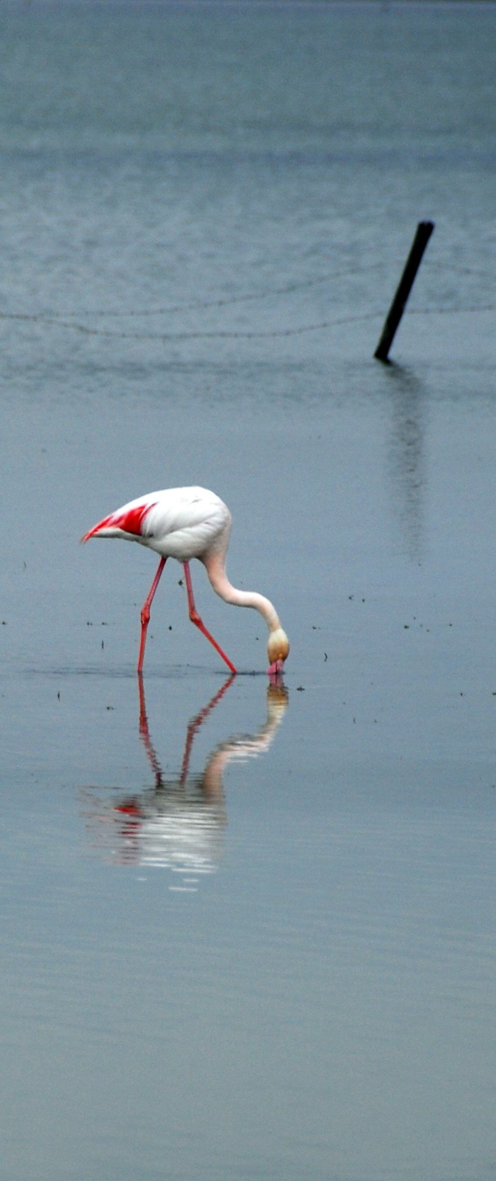 Nikon D200 sample photo. Camargue, bird, solitaire photography