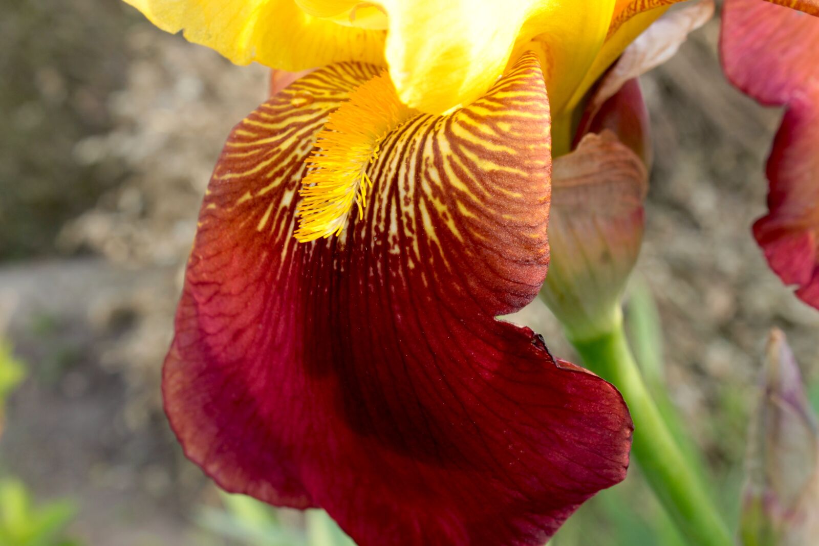 Canon EOS 500D (EOS Rebel T1i / EOS Kiss X3) sample photo. Iris, petal, flower photography