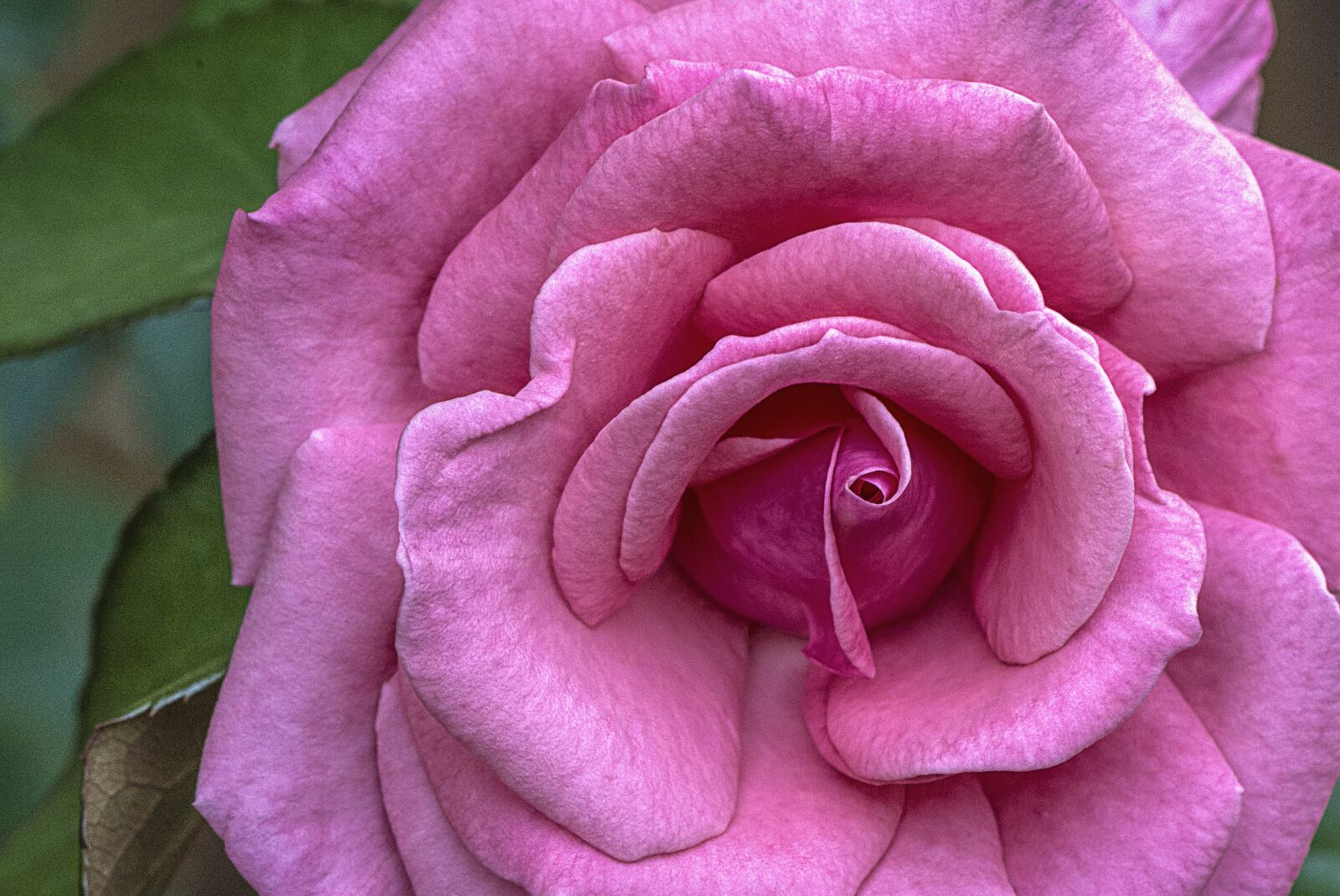Nikon D610 sample photo. Rose, pink, flower photography