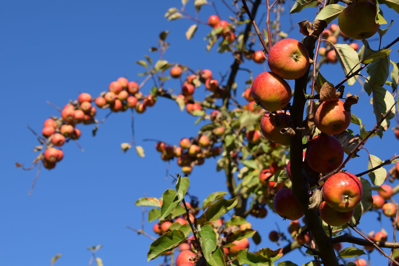Nikon D5300 sample photo. Autumn, fruit, harvest photography