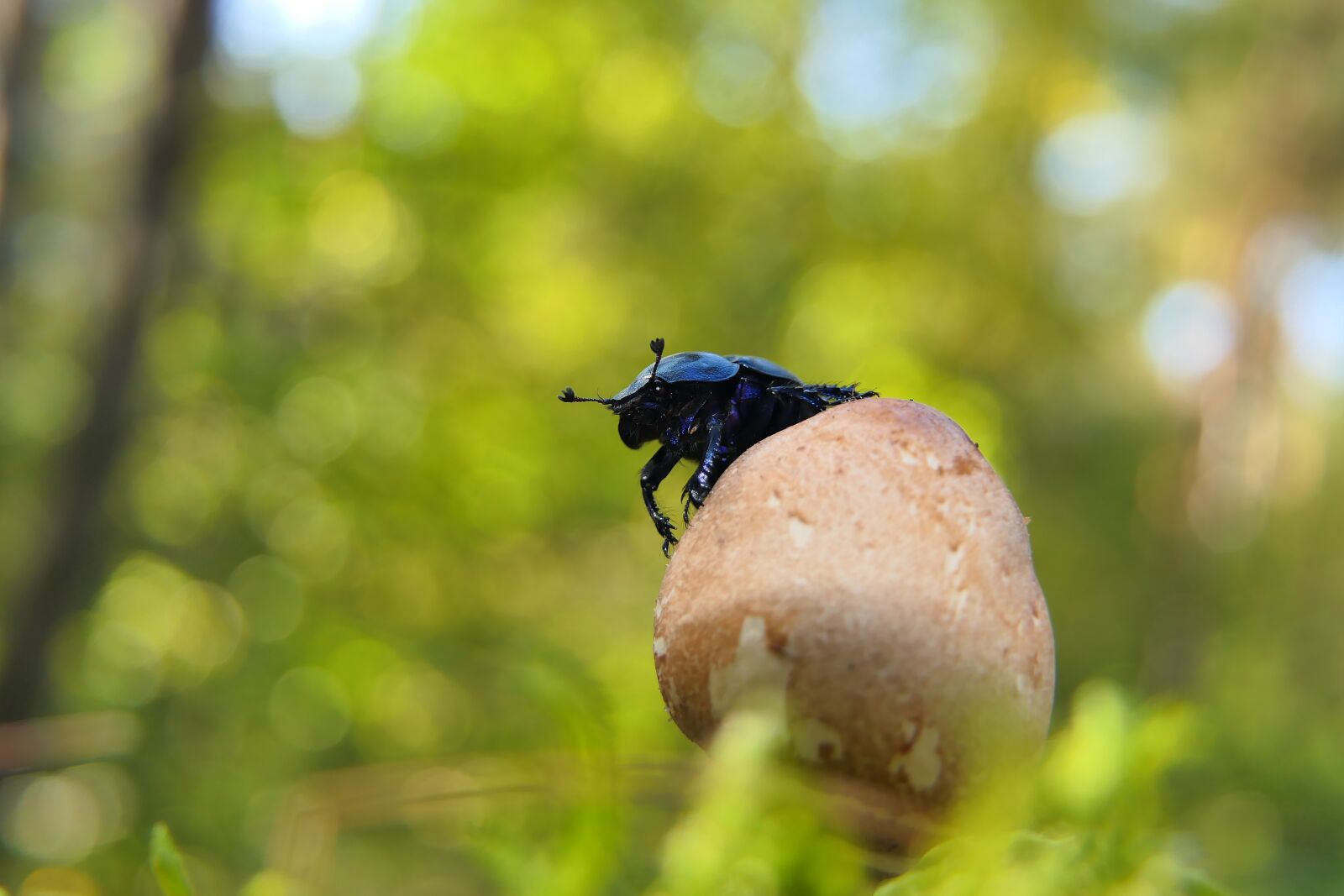 Panasonic Lumix DMC-FZ2500 (Lumix DMC-FZ2000) sample photo. Forest beetle, the beetle photography