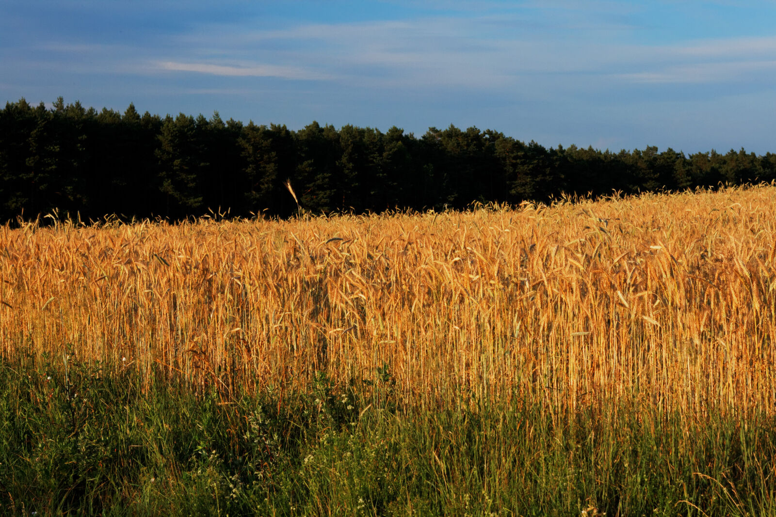 Canon EOS 400D (EOS Digital Rebel XTi / EOS Kiss Digital X) + Canon EF 50mm F1.8 II sample photo. Corn, field, landscape photography