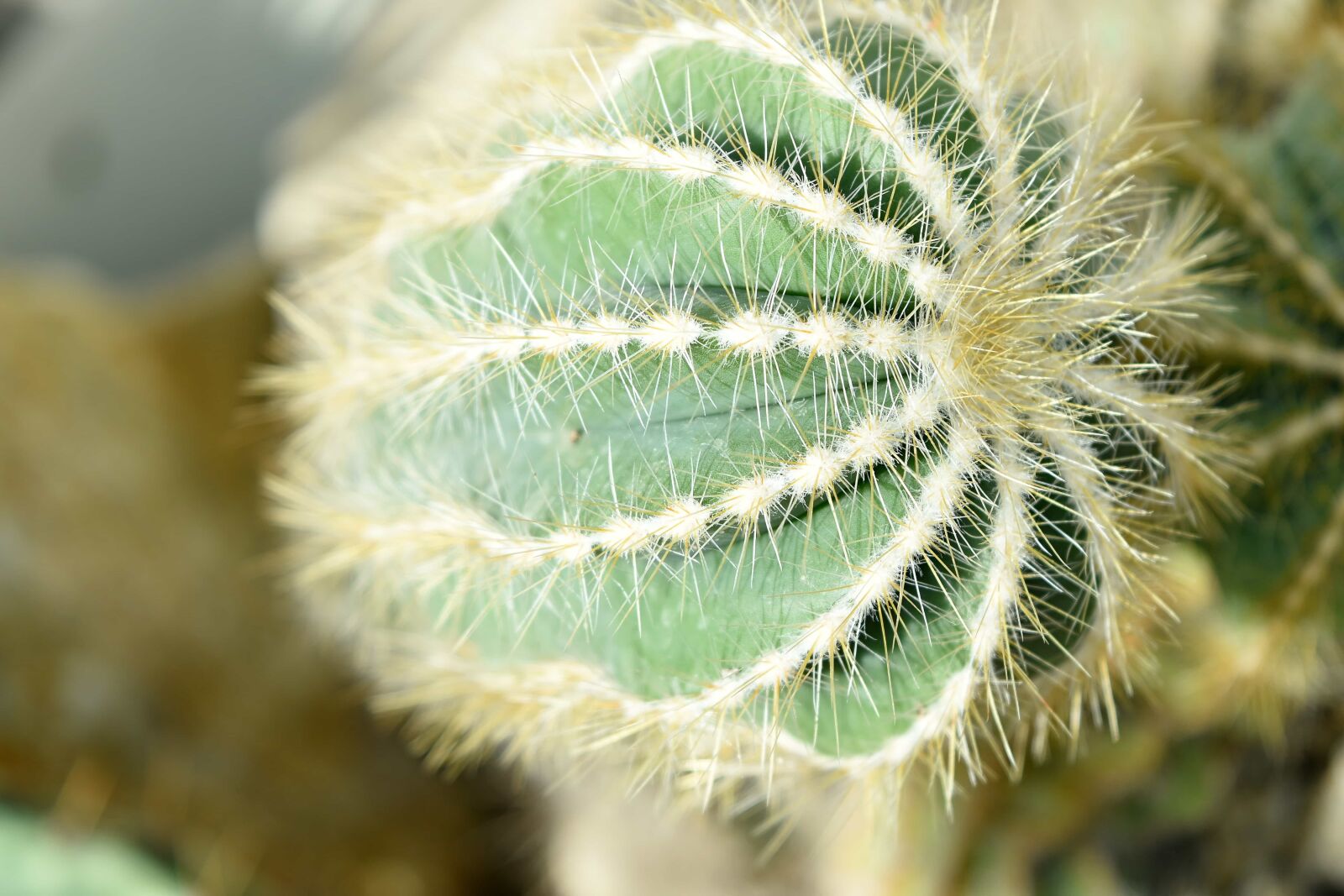 Nikon D5500 sample photo. Desert plant, plant, cactus photography