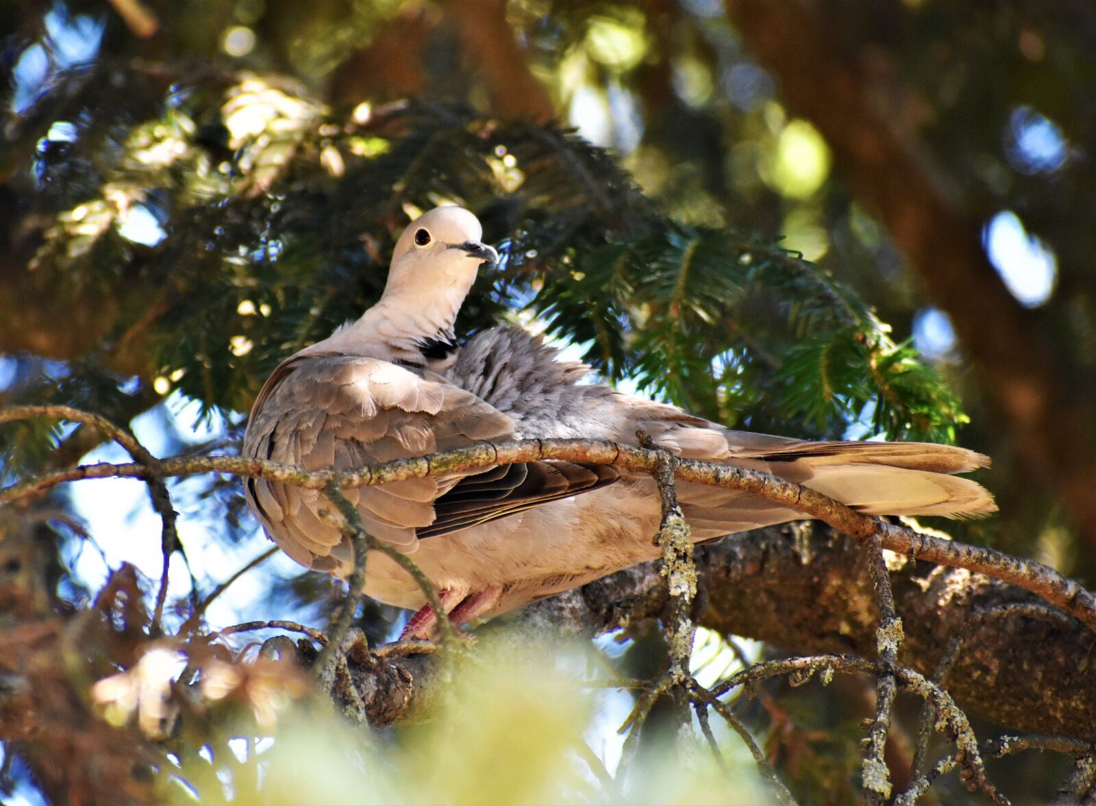 Nikon D3500 sample photo. Dove, pigeon, bird photography