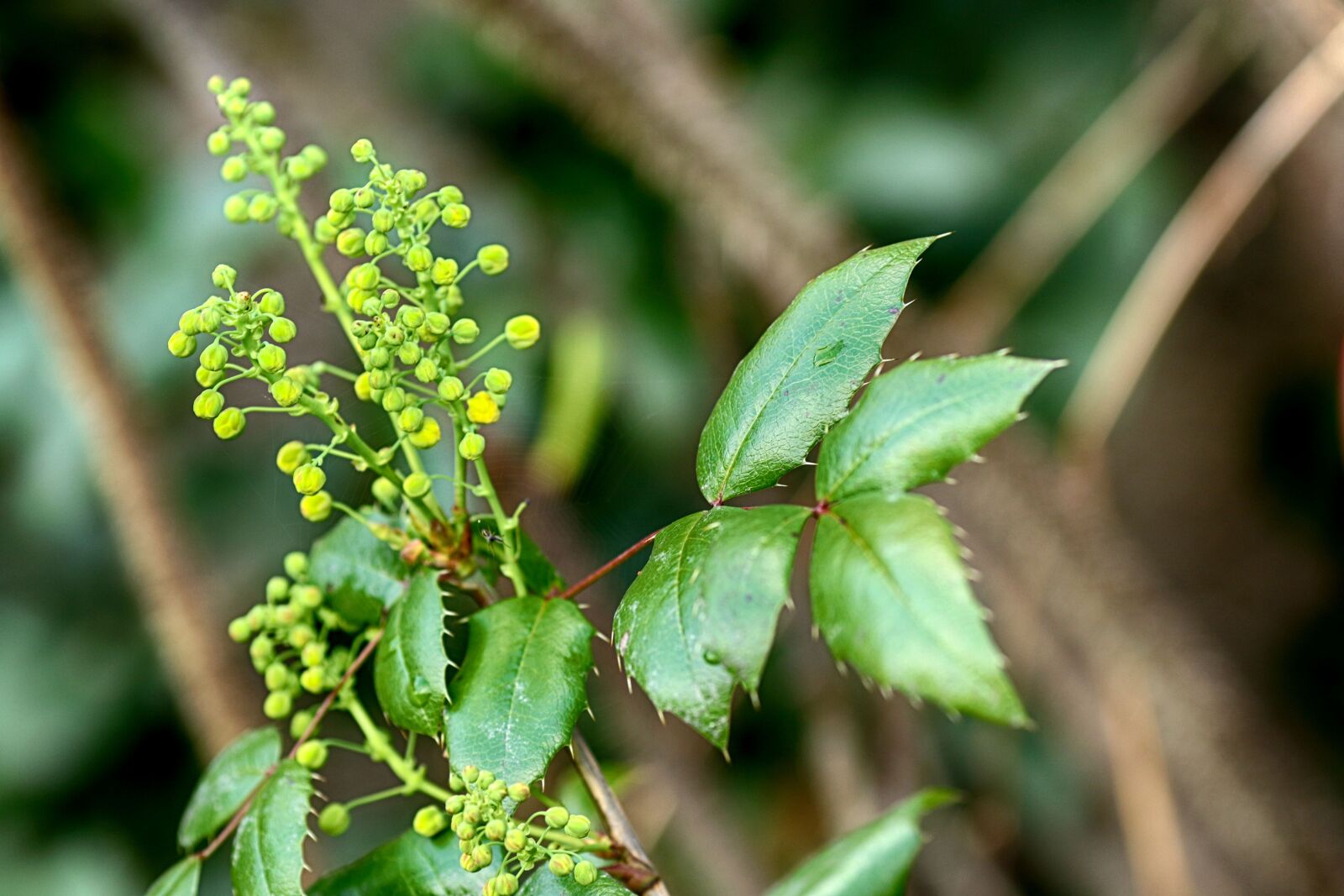 Canon EOS 7D Mark II + Canon EF 135mm F2L USM sample photo. Nettle, growth, nature photography
