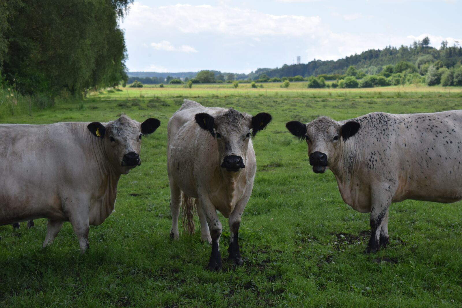 Nikon D3300 sample photo. Cattle, curiosity, friends photography