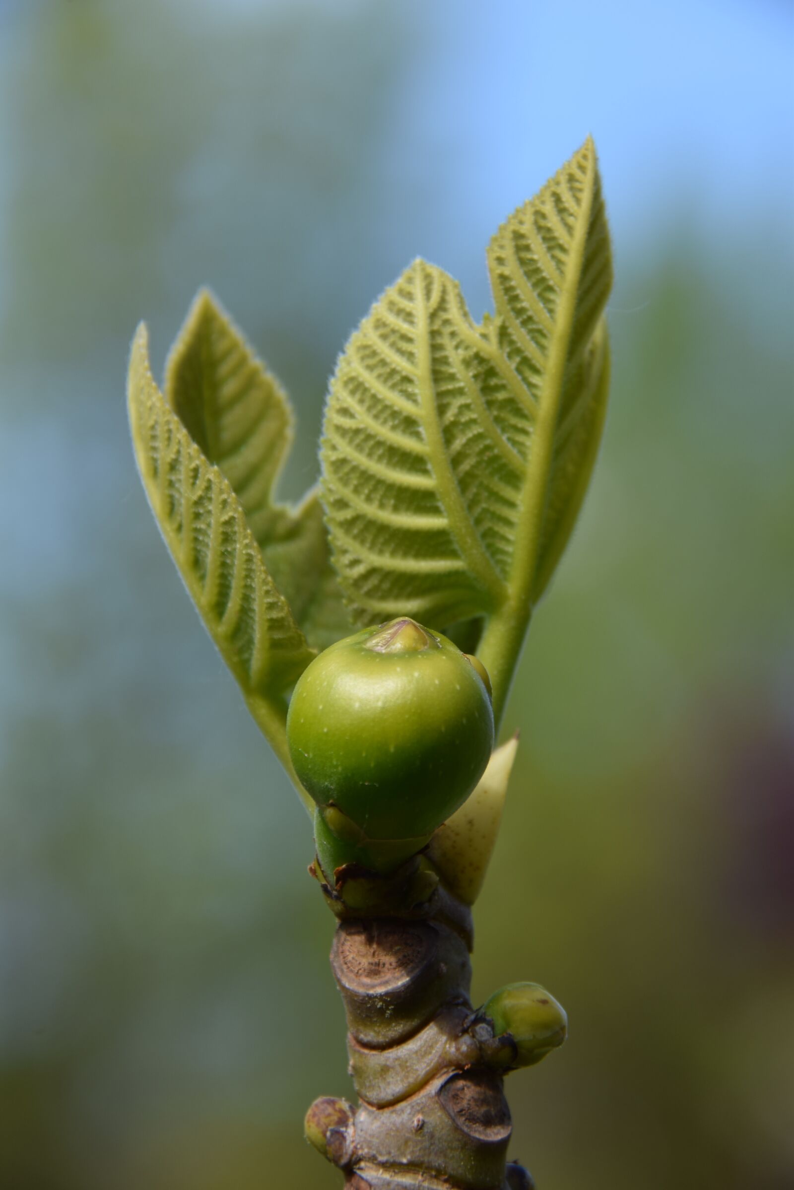 Nikon D5300 sample photo. Fig, fig tree, fruit photography