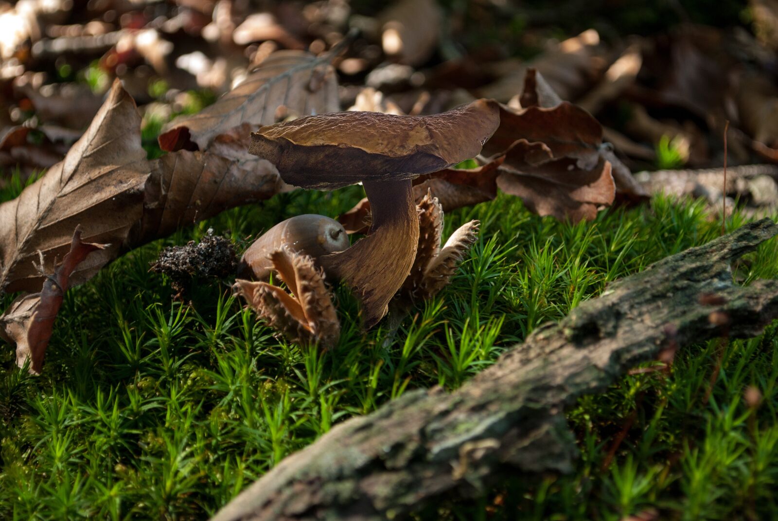 Nikon D3000 sample photo. Autumn, nature, forest photography