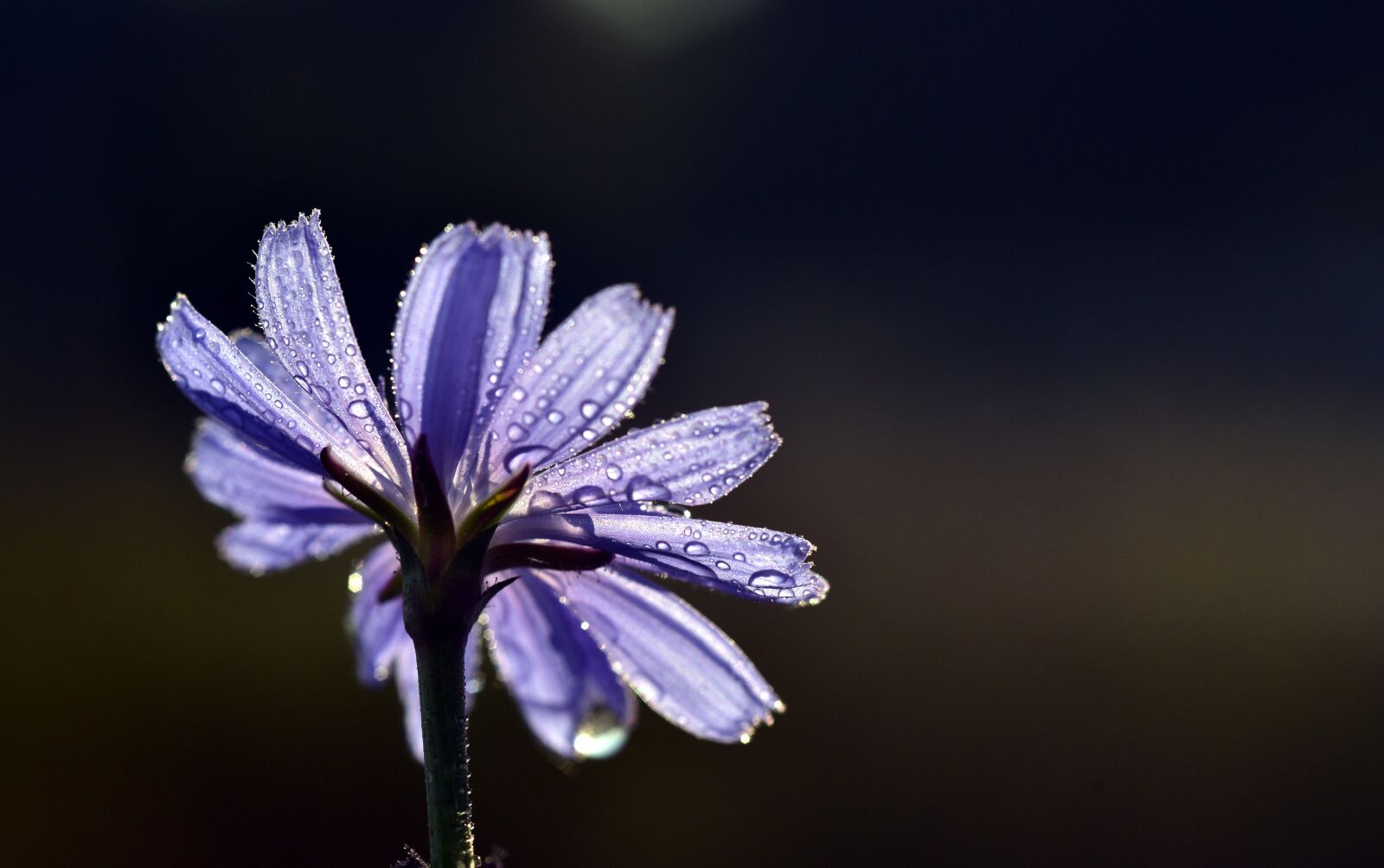 Nikon D750 sample photo. Chicory, flower, blossom photography