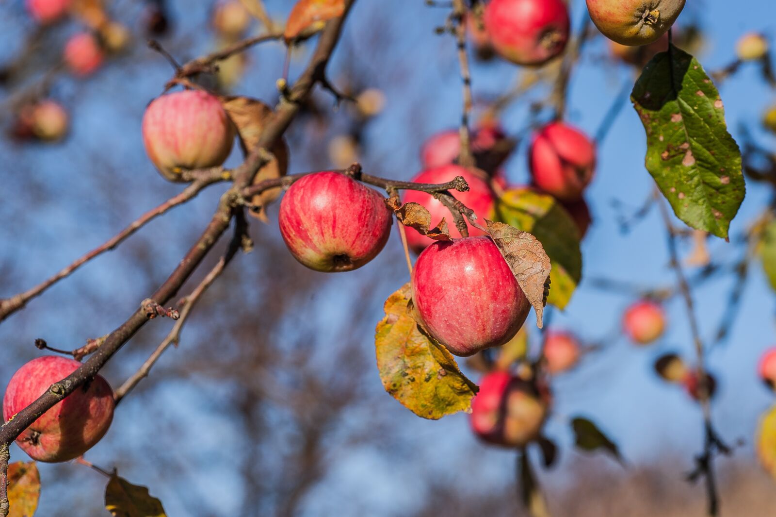 Nikon D700 sample photo. Apple, fruit tree, november photography