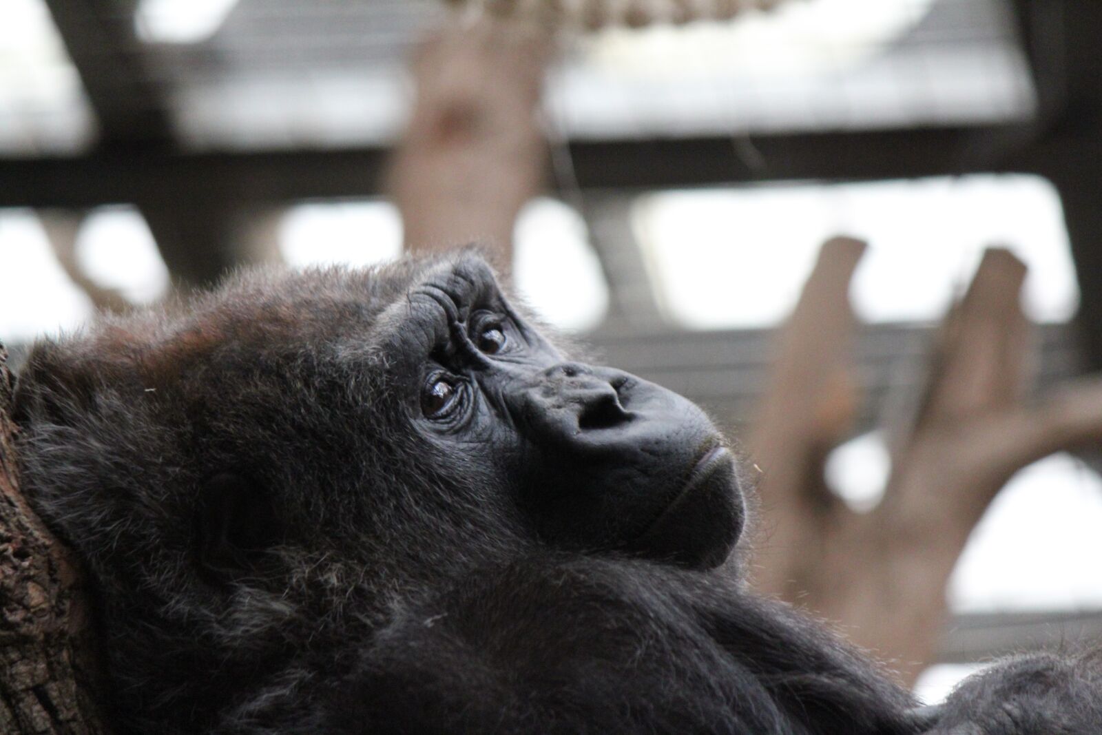 Canon EOS 550D (EOS Rebel T2i / EOS Kiss X4) sample photo. Gorilla, ape, animal photography