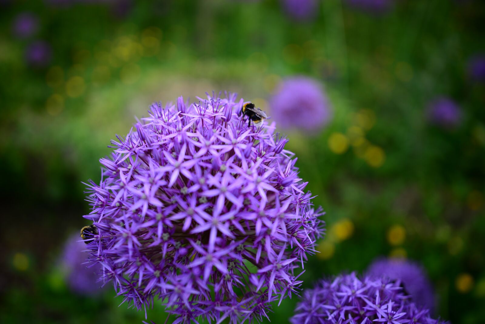Nikon D610 sample photo. Bee, flower, plant photography