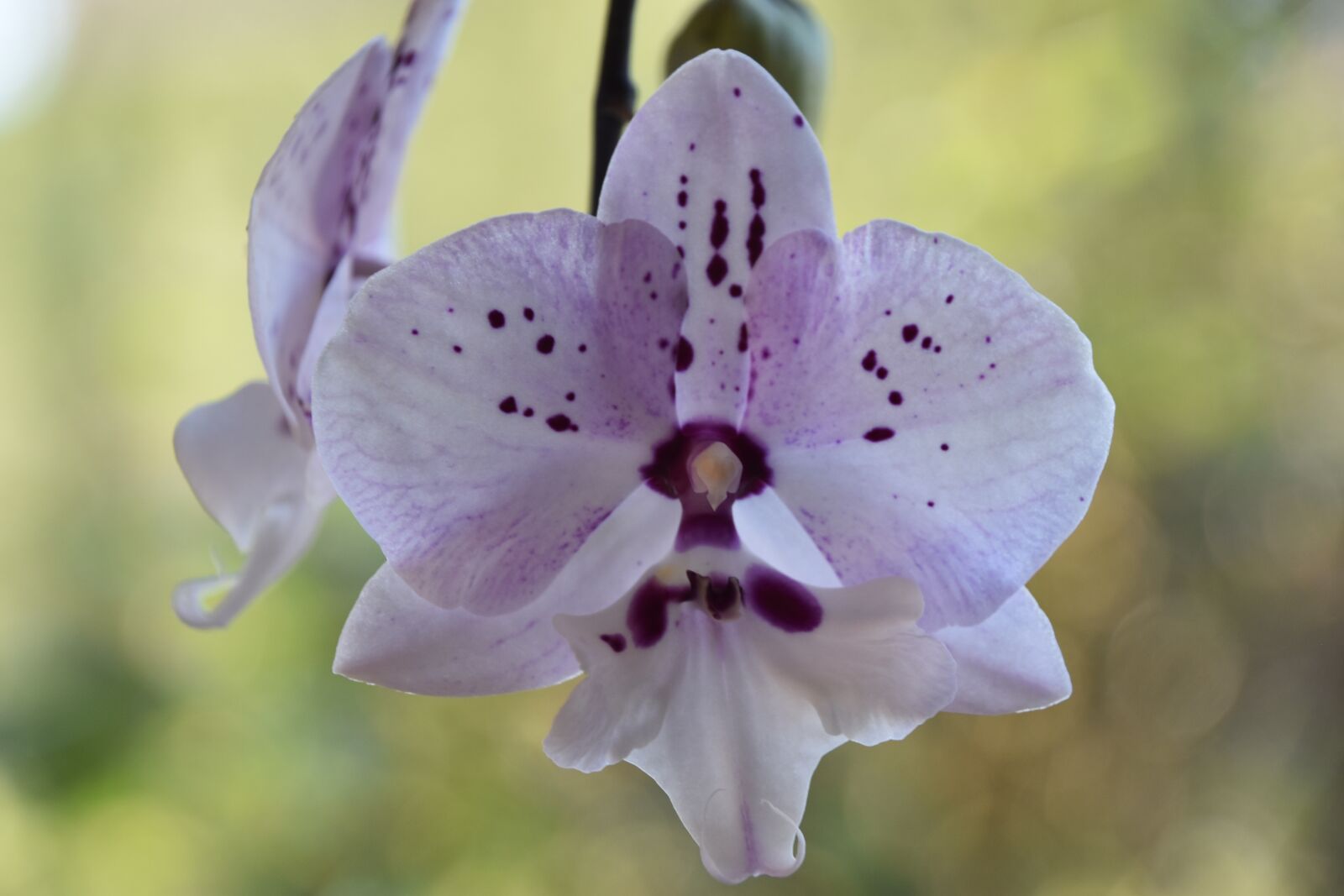 Nikon D5600 sample photo. Flower, nature, plant photography