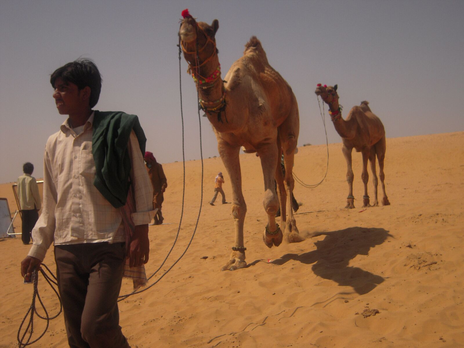 Nikon Coolpix S600 sample photo. Desert, sumer, camel photography