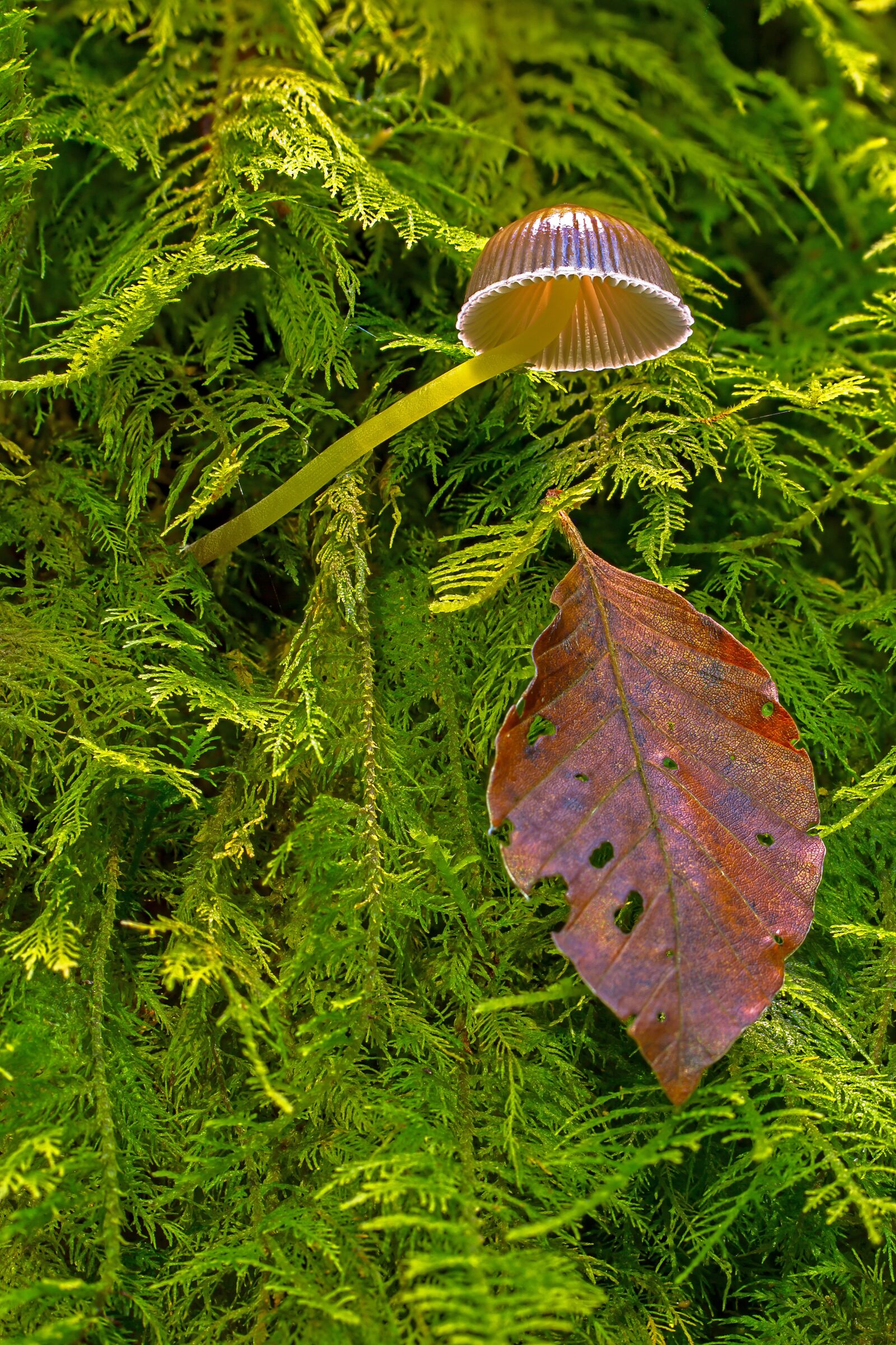 Tamron SP AF 60mm F2 Di II LD IF Macro sample photo. Mushroom, moss, small mushroom photography