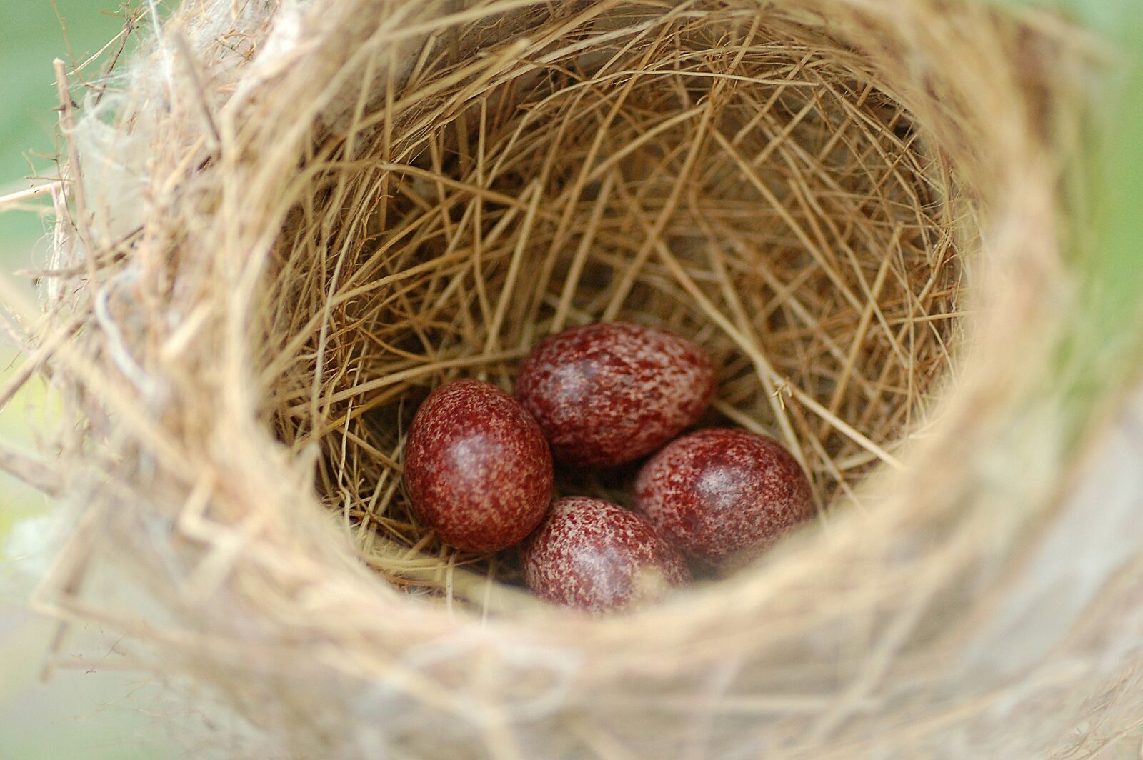 Nikon D50 sample photo. Eggs, nest, bird photography