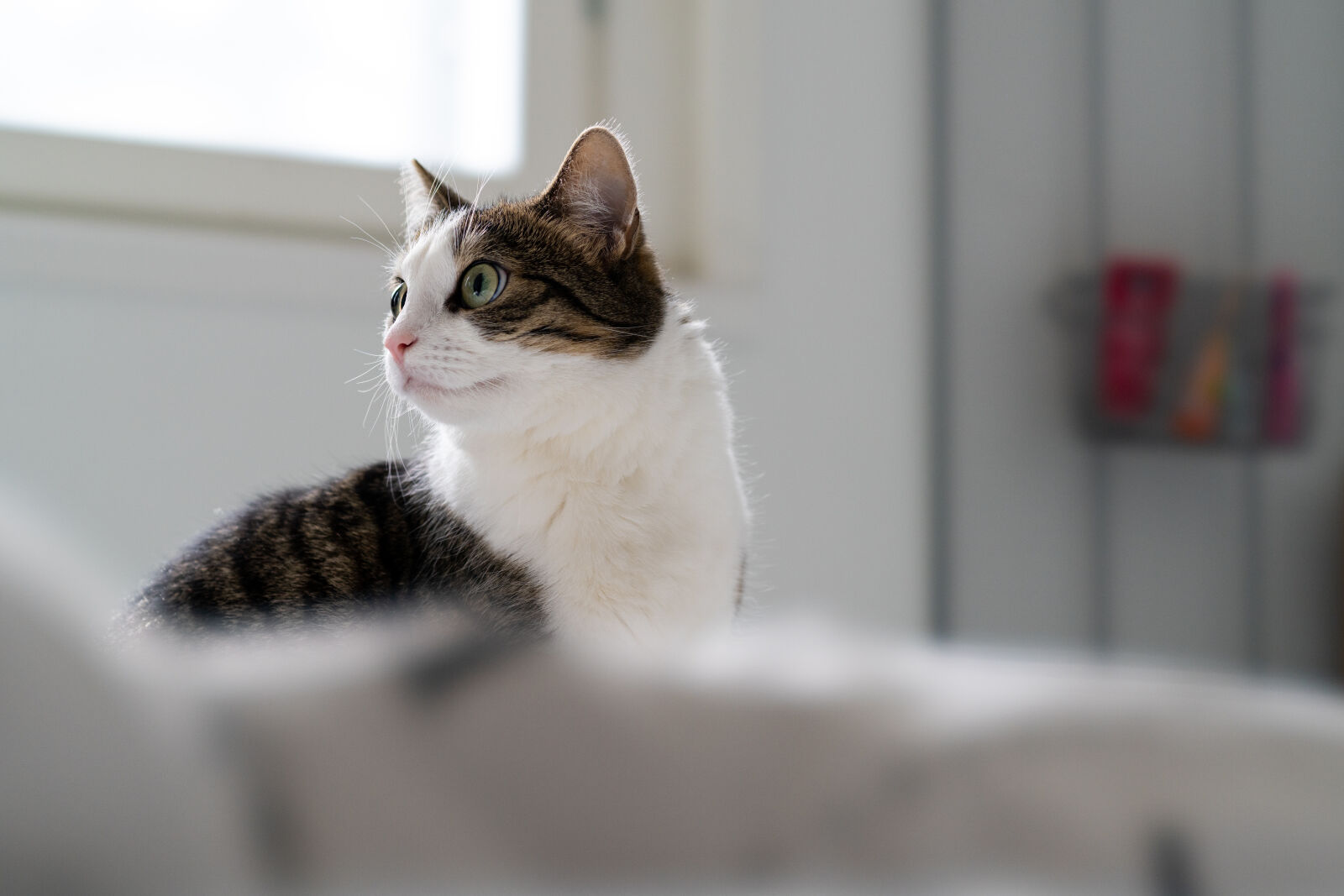 Sony a7R IV + Sony FE 100mm F2.8 STF GM OSS sample photo. Curious reflection hunter cat photography