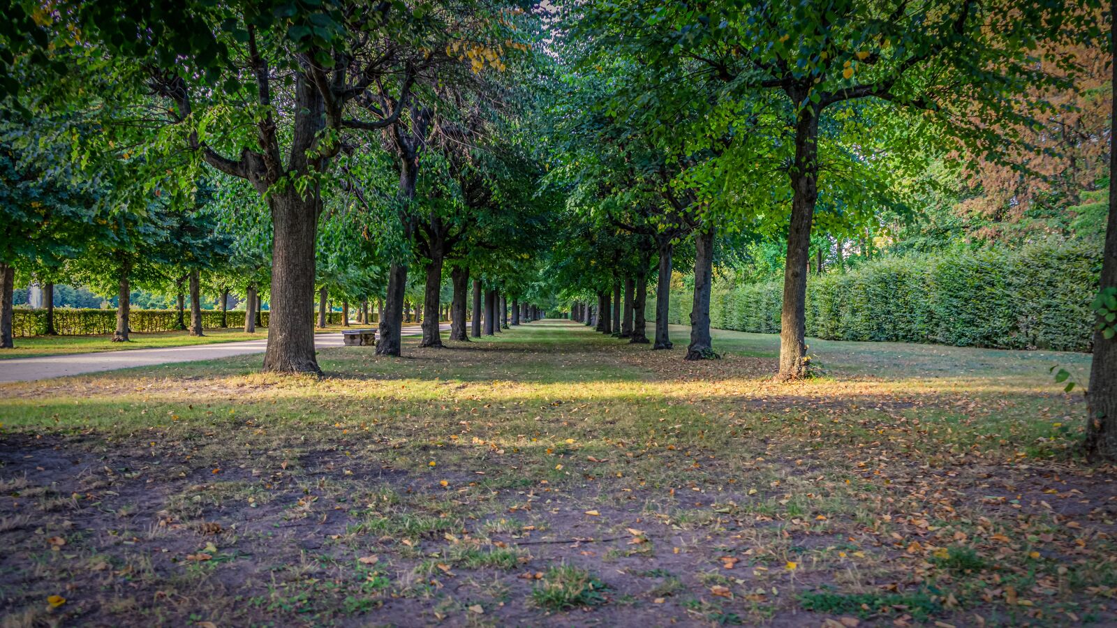 Sony a7 II + Sony FE 28-70mm F3.5-5.6 OSS sample photo. Tree lined avenue, green photography