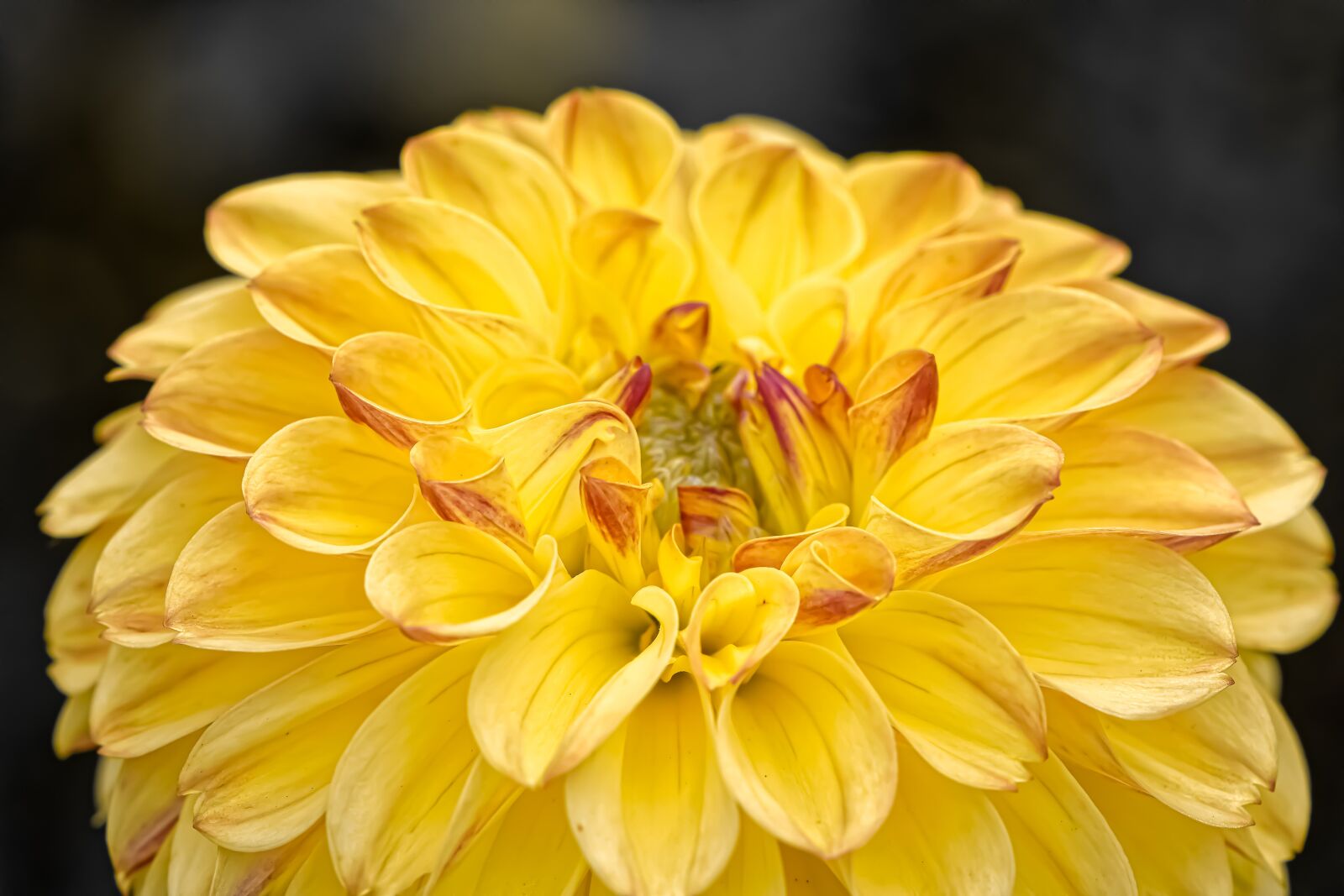 Nikon D7200 sample photo. Dahlia, dahlias, asteraceae photography