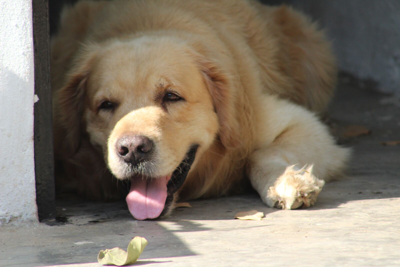 Canon EOS 1300D (EOS Rebel T6 / EOS Kiss X80) sample photo. Puppy, rest, tired photography