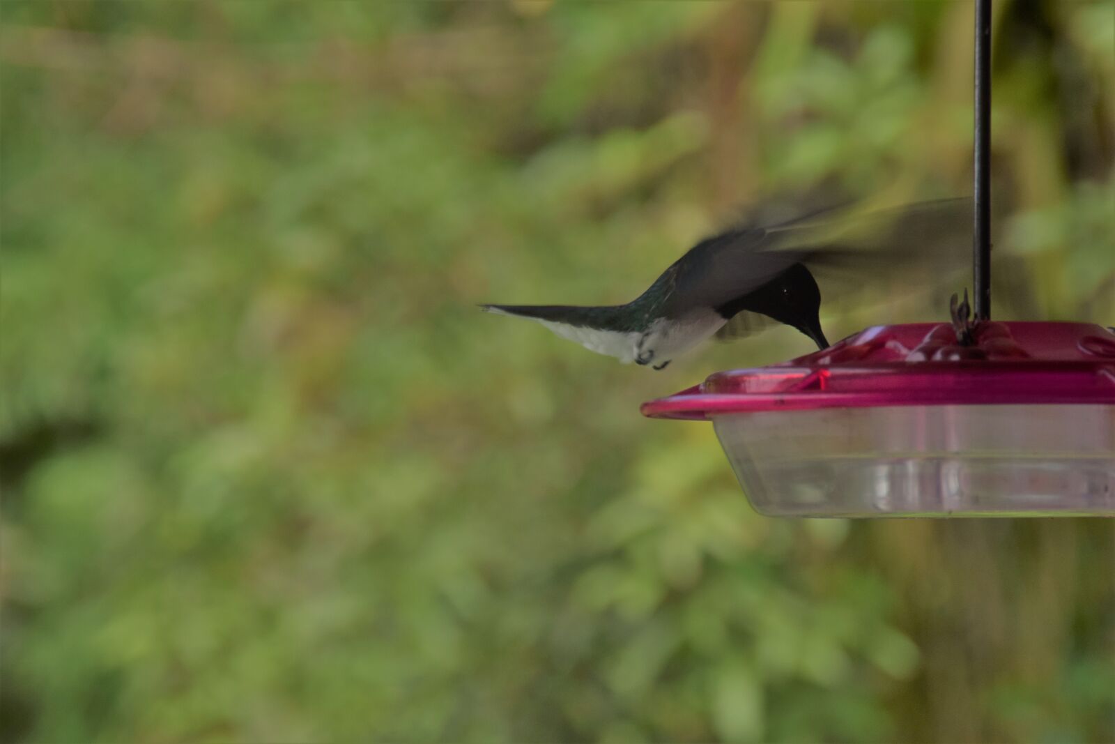 Nikon D3300 sample photo. Humming bird, green, bokeh photography