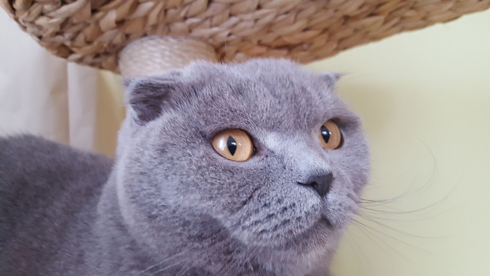 Samsung GALAXY S6 edge sample photo. Cat, scotish fold, british photography