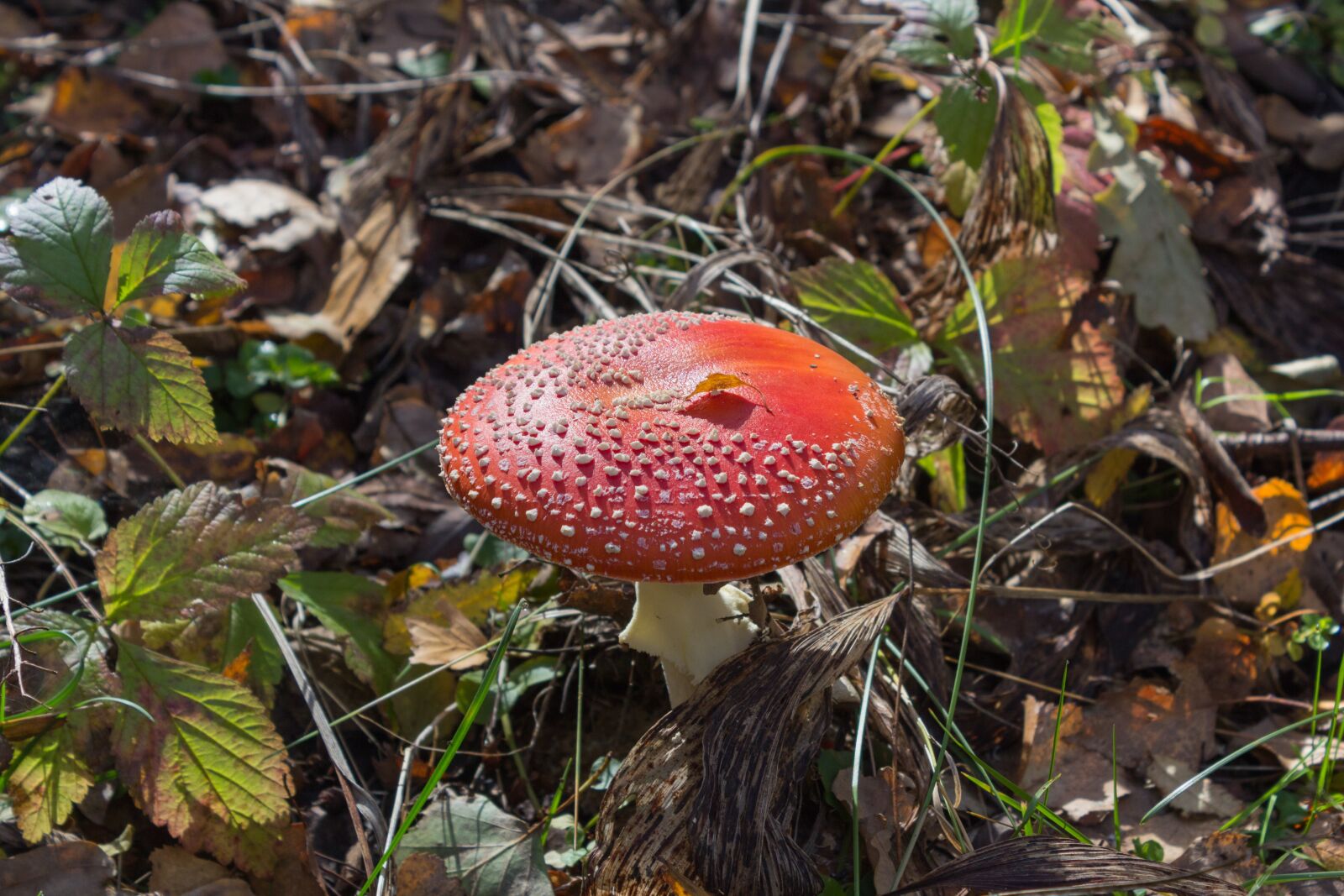 Canon EOS 600D (Rebel EOS T3i / EOS Kiss X5) sample photo. Nature, autumn, sheet photography