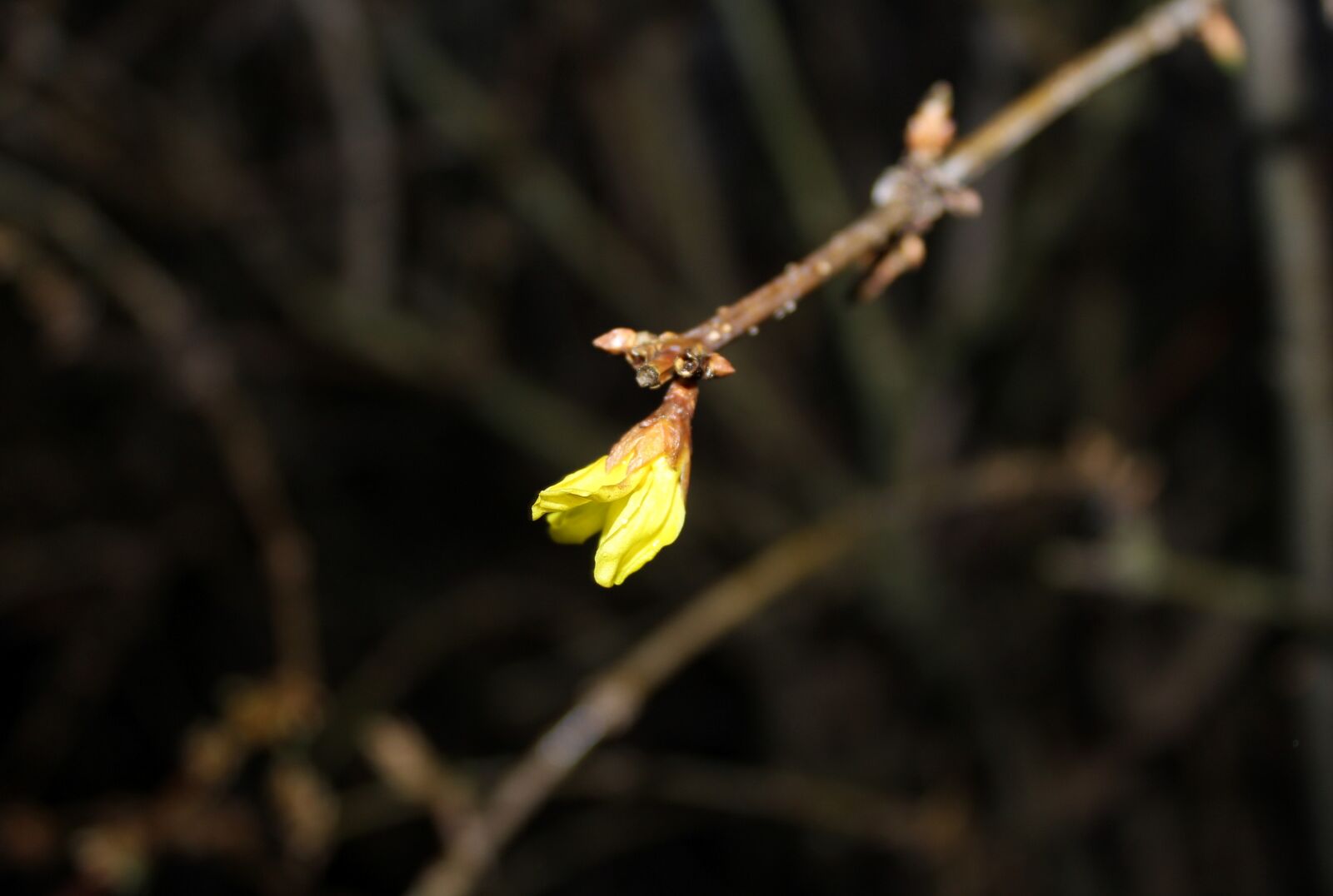 Canon EOS 1200D (EOS Rebel T5 / EOS Kiss X70 / EOS Hi) sample photo. Forsythia, bush, the buds photography