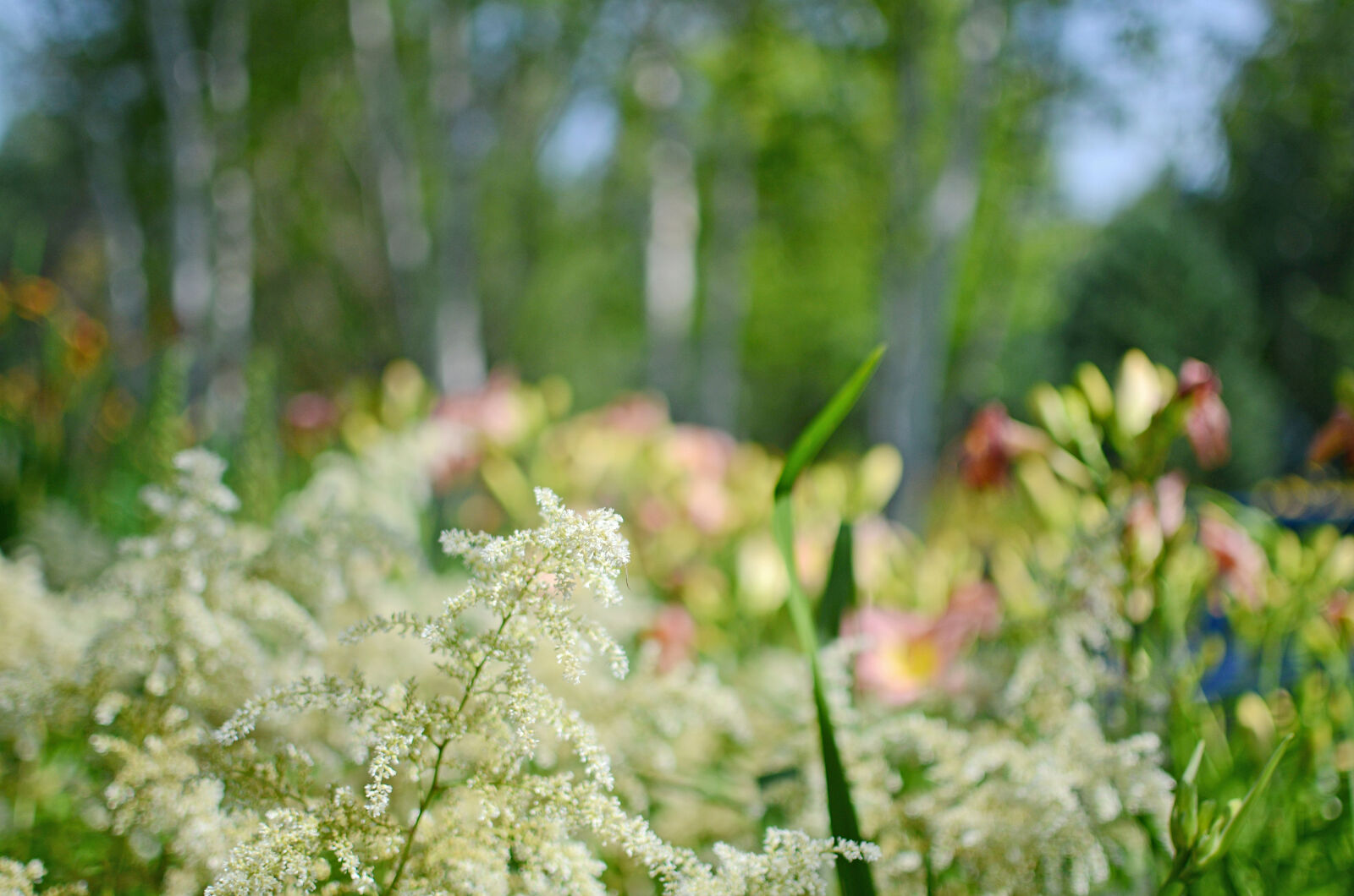 Nikon D7000 + Nikon AF-S DX Nikkor 35mm F1.8G sample photo. Bed, of, flowers, blurry photography