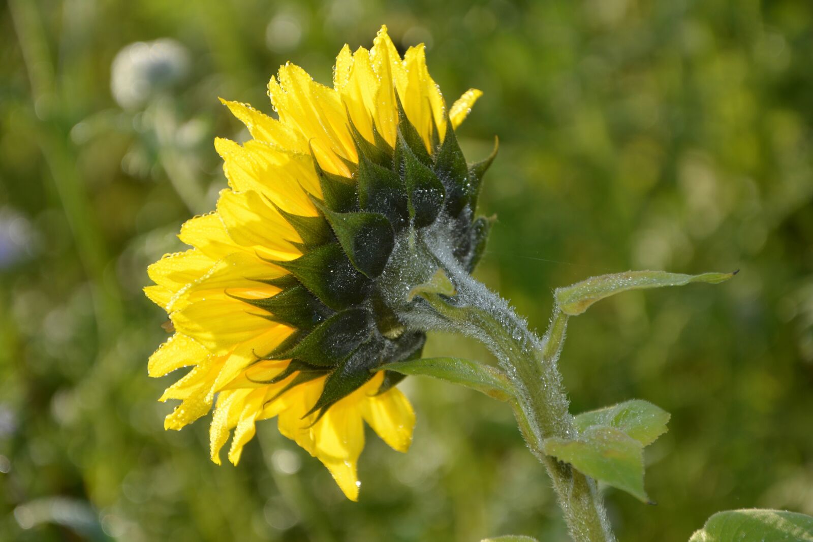 Nikon D5200 sample photo. Flower, yellow flower, flower photography